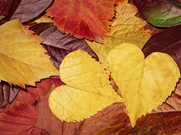Autumn-leaves-heart